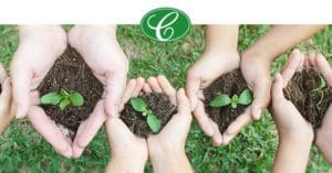 Hands holding seedlings