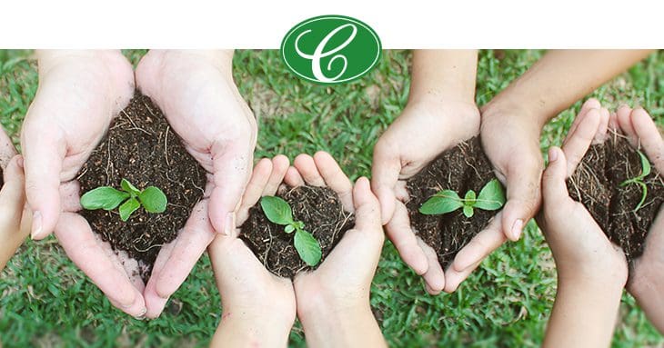 Hands holding seedlings