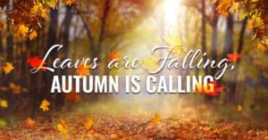 Image of leaves falling from trees