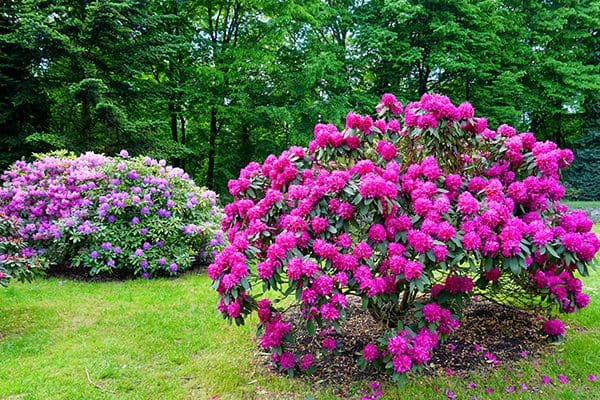 600x400-plant-health-care5