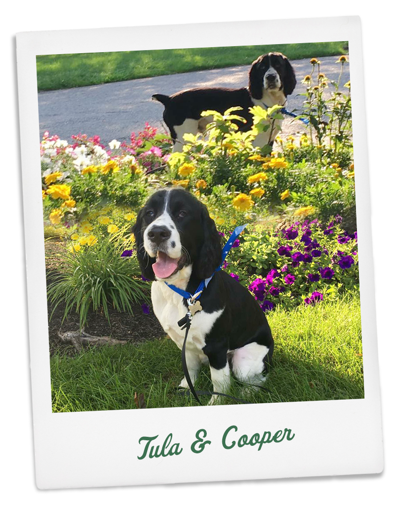 Our dogs Tula and Cooper