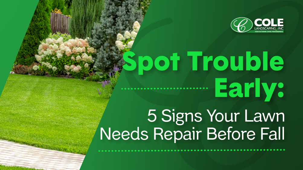 Professional landscaper inspecting uneven turf for lawn repair